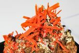 Bright Orange Crocoite Crystal Cluster - Tasmania #182666-2